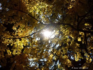 DSCN3531a